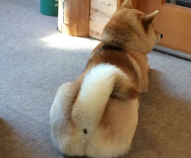 てらっぱだげの営業部長「たろう君」